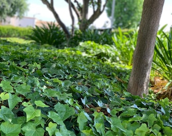 9 pk- 3.5 inch Green English Ivy-Hedera helix