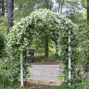 6 Pk 2 Inch Star Jasmine trachelospermum Jasminoides image 8