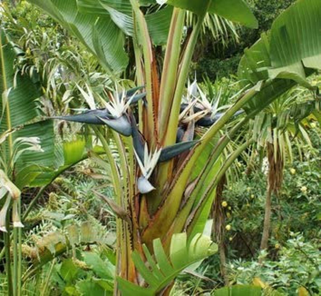 2pk- 3 Inch Giant White Bird of Paradise-strelitzia Nicolai - Etsy
