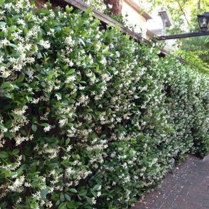 6 Pk 2 Inch Star Jasmine trachelospermum Jasminoides image 6