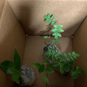 Multi-plant 4pk (Gardenia Veitchii, Polyanthum Jasmine, Sambac Jasmine, Strelitzia Reginae)