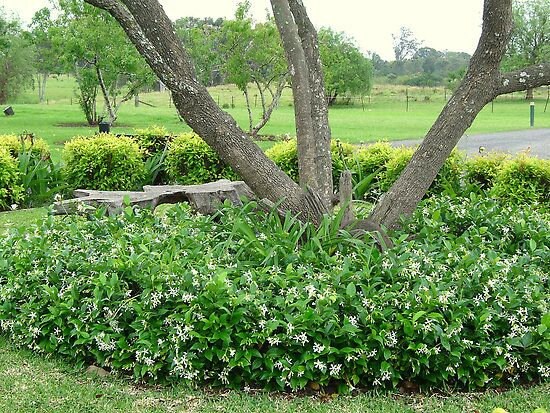 3 Pk- 2 Inch Star Jasmine (trachelospermum Jasminoides) - Etsy