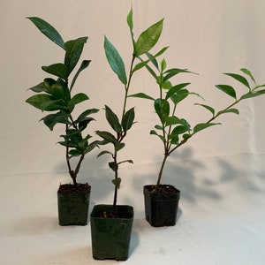 2” Combo Trio (Bayleaf, Gardenia, Star Jasmine)