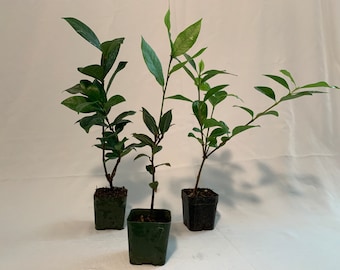 2” Combo Trio (Bayleaf, Gardenia, Star Jasmine)