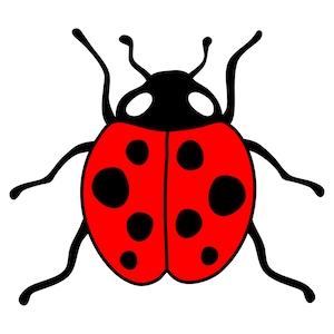 Coccinella SVG