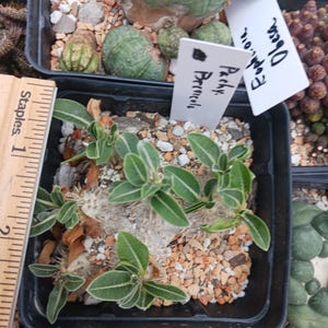 Pachypodium Gracilius - Etsy