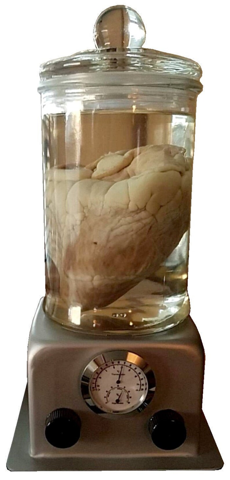 Embalming Machine wet Specimen Display Etsy