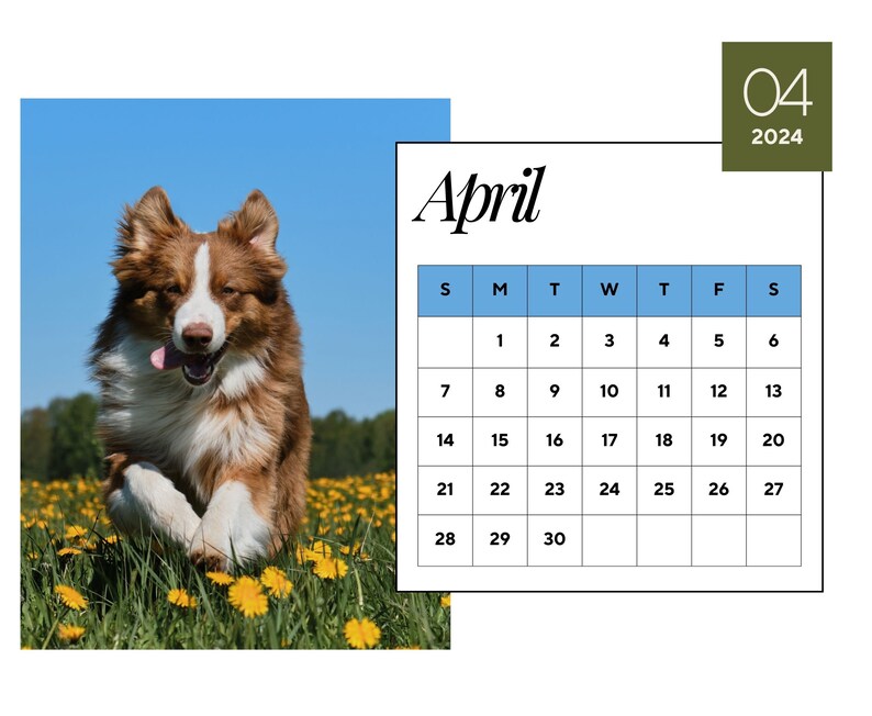 2024 Wall Calendar 2024 Australian Shepherd Calendar 2024 Wall Calendar