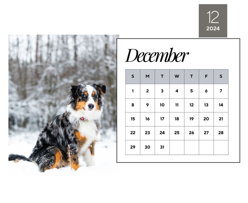 2024 Wall Calendar 2024 Australian Shepherd Calendar 2024 Wall Calendar