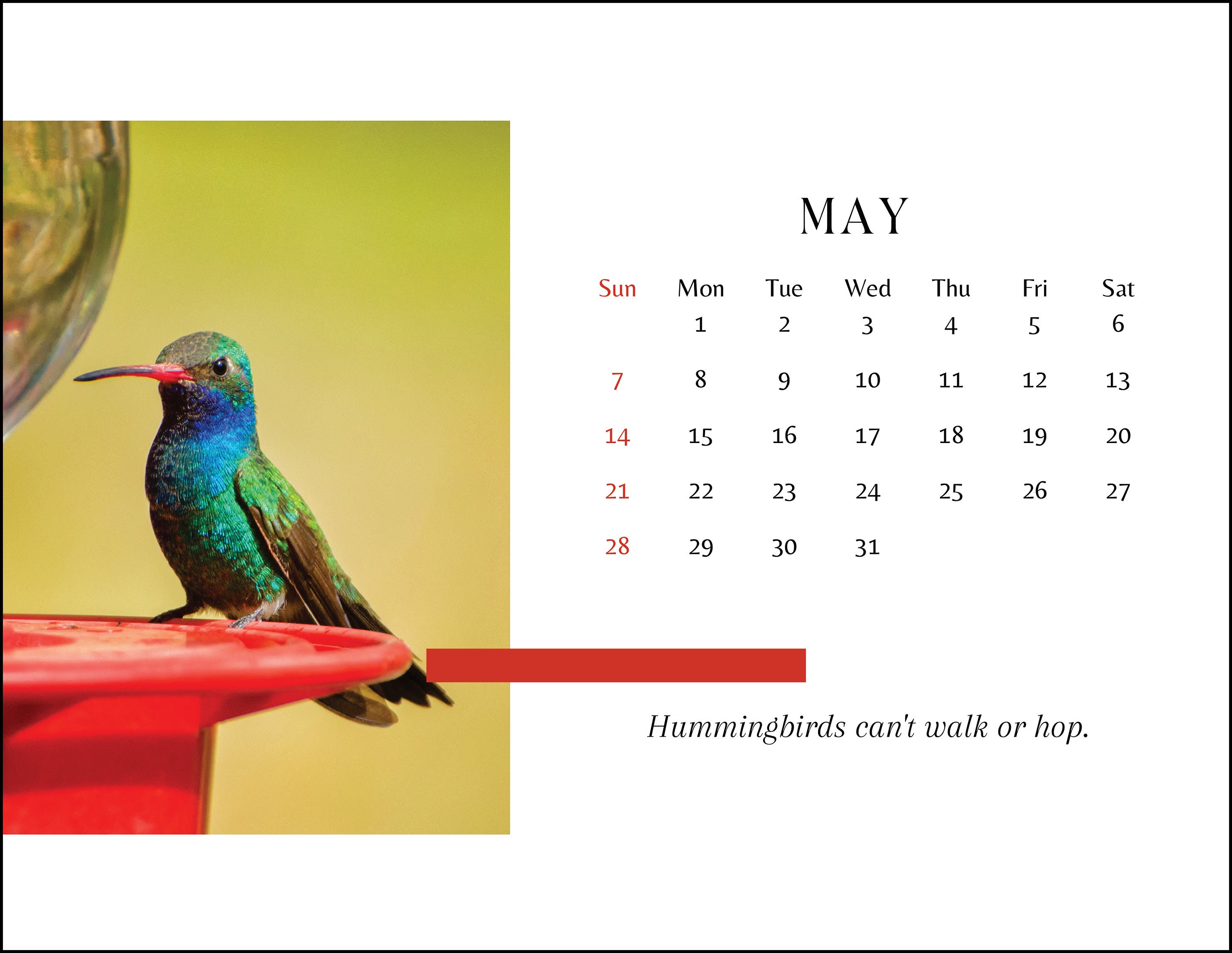 2023 Calendar Hummingbirds Wall Calendar Desk Calendar Etsy