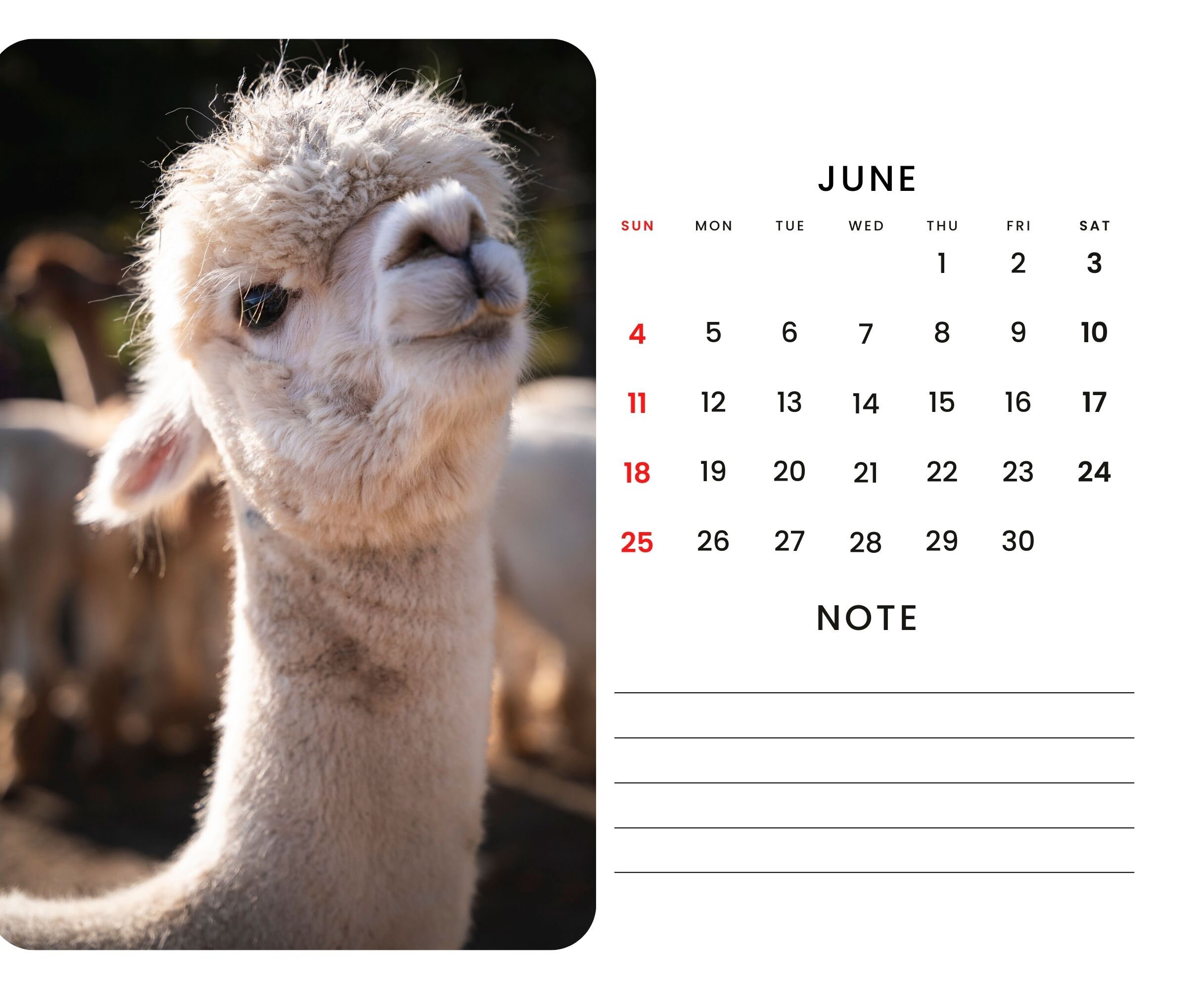 2024 Wall Calendar 2024 Alpaca Calendar 2024 Wall Calendar Printable
