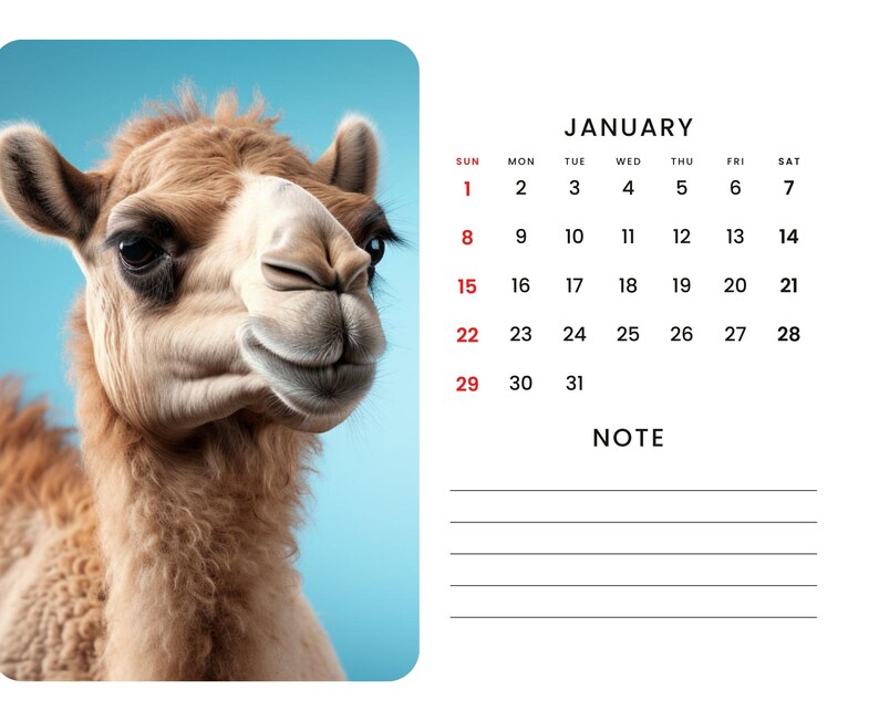 2024 Wall Calendar 2024 Alpaca Calendar 2024 Wall Calendar Printable