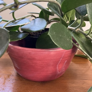 May include: A close-up of a potted plant with dark green leaves and stems. The plant is in a small, round, red ceramic pot. The pot sits on a wooden surface.