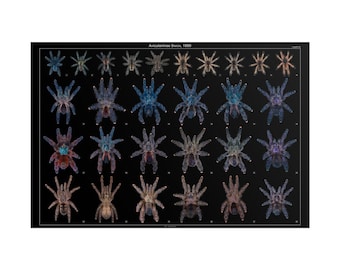 Avicularia Tarantula Genus  24×36 Poster - Matte Print