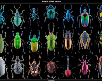 Insects of the World 24×36 Poster