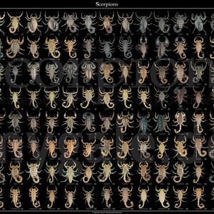 The Diversity of Scorpions 24x36 Poster