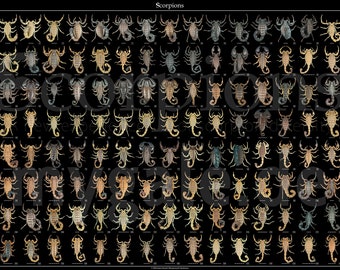 The Diversity of Scorpions 24x36 Poster