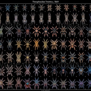 Tarantulas of the World 24×36 Poster