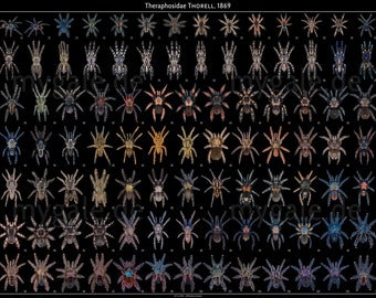 Tarantulas of the World 24×36 Poster