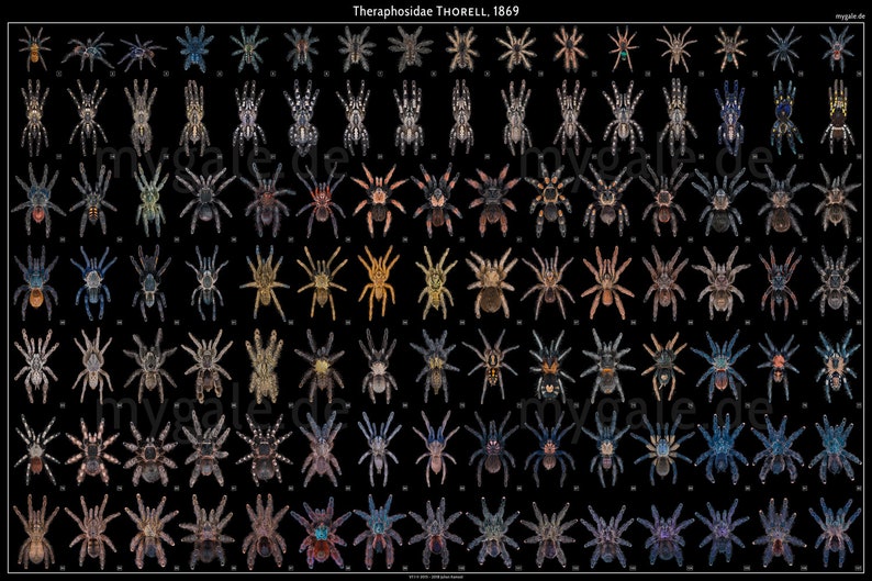 Tarantulas of the World 2436 Poster image 1