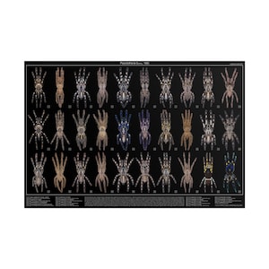 Puede incluir: Un gráfico que muestra 36 tipos diferentes de tarántulas, todas con diferentes colores y patrones. El gráfico está titulado "Poecilotheria Genus, 1980".