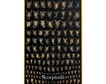 Scorpions at Scale 24x36 Poster - Matte Print