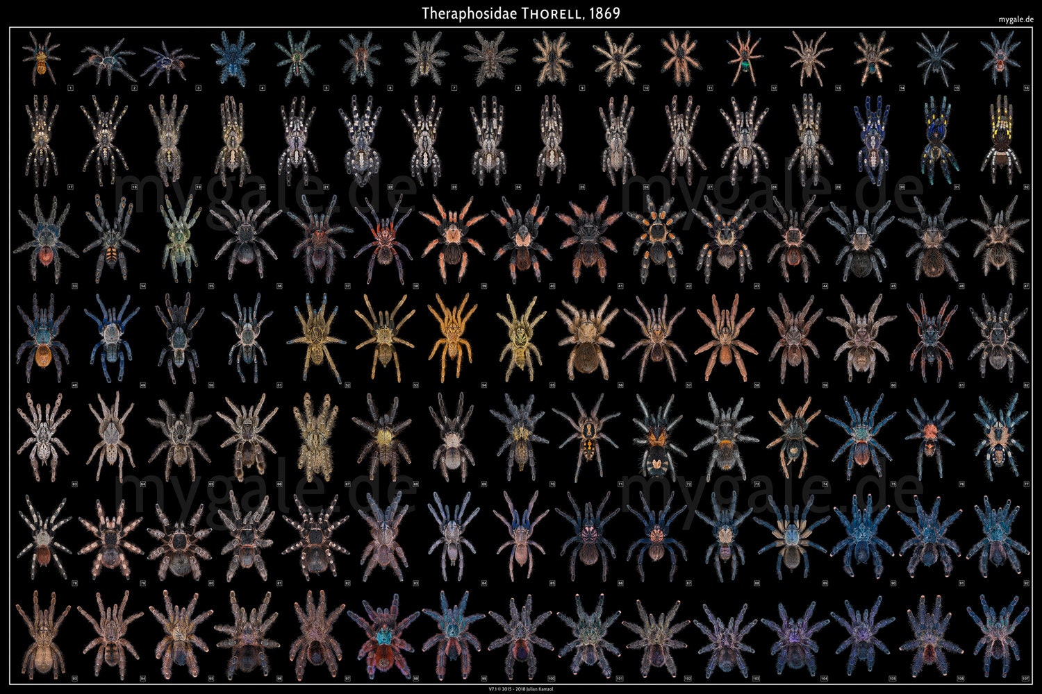 Tarantulas of the World V7 24x36 Poster - Etsy