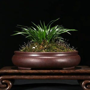 Puede incluir: Un pequeño bonsái con hojas verdes largas en una maceta de cerámica marrón. La maceta está sobre un soporte de madera oscura con extremos enrollados. El fondo es negro.