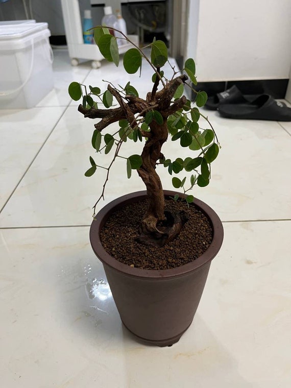 シンプルな素焼きの通気性のある植木鉢宜興紫砂植木鉢/蘭鉢多肉植物