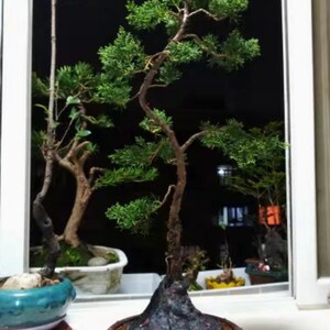K&ouml;nnte beinhalten: Ein Bonsai-Baum mit gr&uuml;nem Laub und einem braunen Stamm in einem braunen Topf. Der Baum steht vor einem Fenster mit schwarzem Hintergrund.
