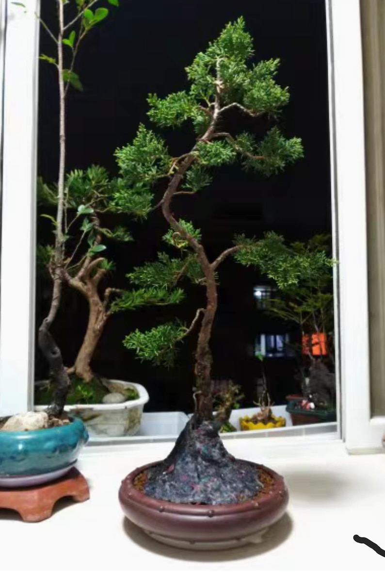 K&ouml;nnte beinhalten: Ein Bonsai-Baum mit gr&uuml;nem Laub und einem braunen Stamm in einem braunen Topf. Der Baum steht vor einem Fenster mit schwarzem Hintergrund.