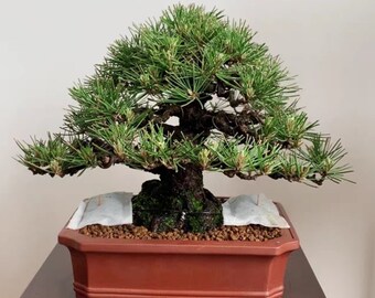 12.4インチ長方形盆栽鉢宜興紫砂植木鉢シンプルな素焼き通気性植木鉢花