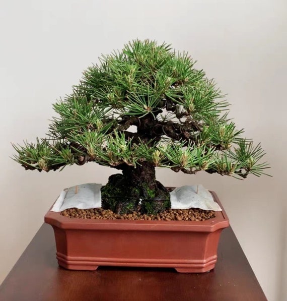 長方形水槽 多肉植物鉢 紫砂鉢 盆栽鉢 植木鉢 小品盆栽鉢 大品盆栽鉢 12.4インチ長方形盆栽鉢宜興紫砂植木鉢シンプルな素焼き通気性植木鉢花