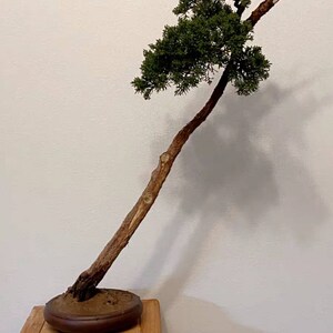 K&ouml;nnte beinhalten: Ein Bonsai-Baum mit einem knorrigen, verdrehten Stamm und einem gr&uuml;nen Bl&auml;tterdach. Der Baum ist in einem braunen Keramiktopf eingetopft und steht auf einem Holzst&auml;nder.