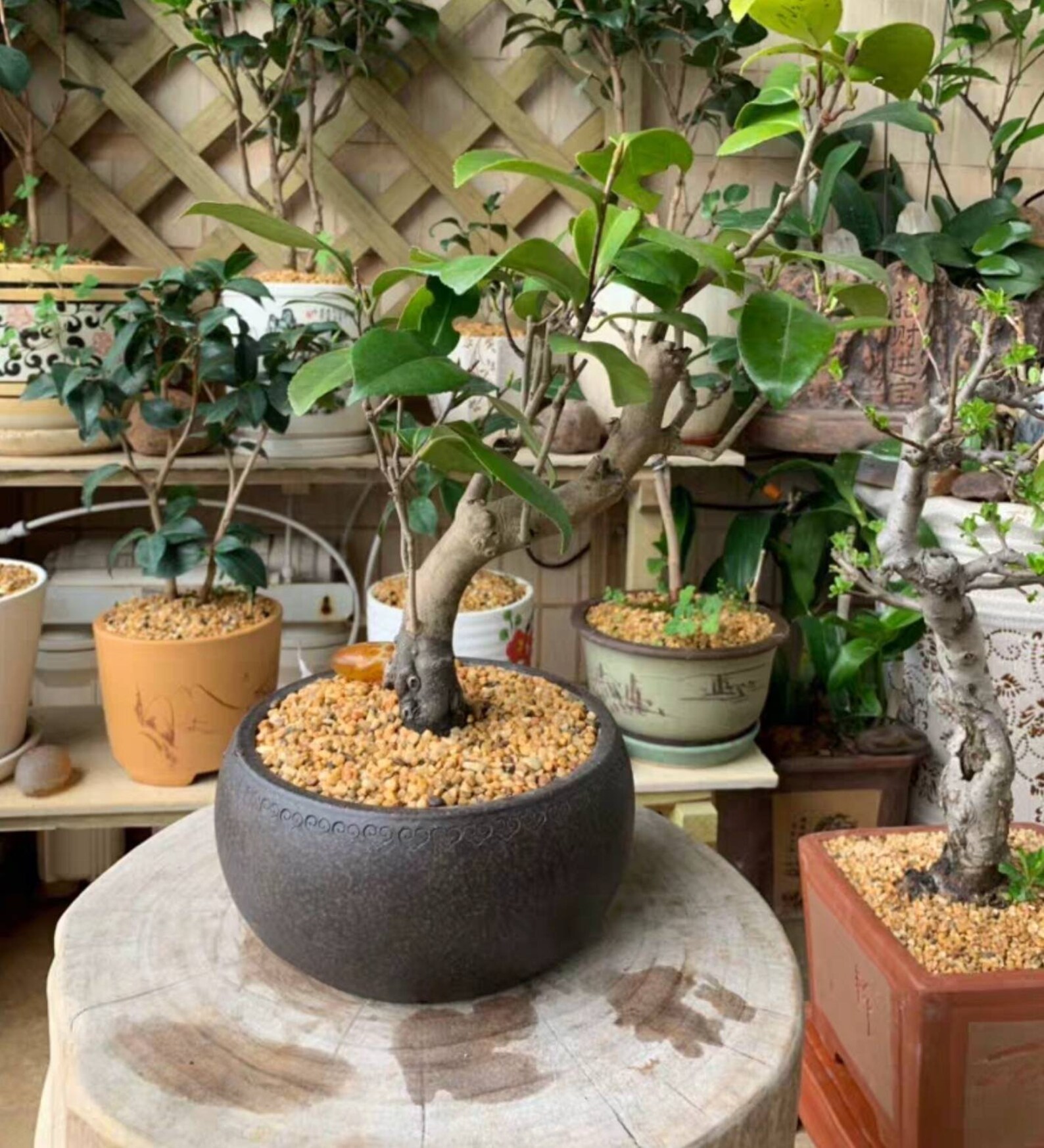 Round bonsai pot Yixing purple sand pottery flower pot Etsy