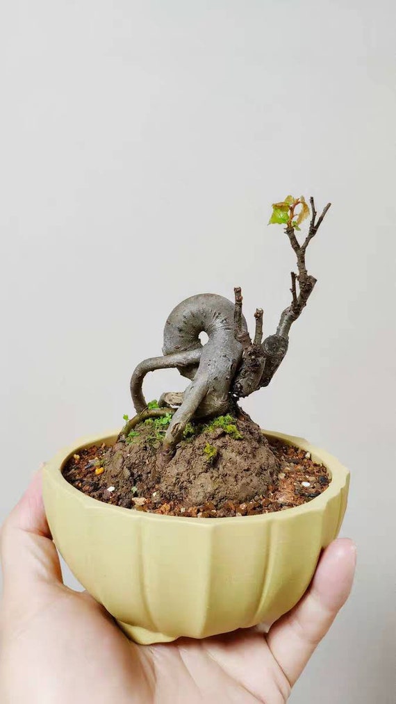 bonsai achat Artificial : Yellow and Green Sideways Bonsai buy online plants and trees  at pixies Gardens main image 0