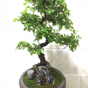 K&ouml;nnte beinhalten: Ein kleiner Bonsai-Baum mit gr&uuml;nen Bl&auml;ttern in einem braunen Topf. Der Baum ist mit Dr&auml;hten befestigt, um ihm zu helfen, in einer bestimmten Form zu wachsen. Der Topf ist mit einem strukturierten Muster verziert. Es gibt einen kleinen Stein und Moos im Topf.