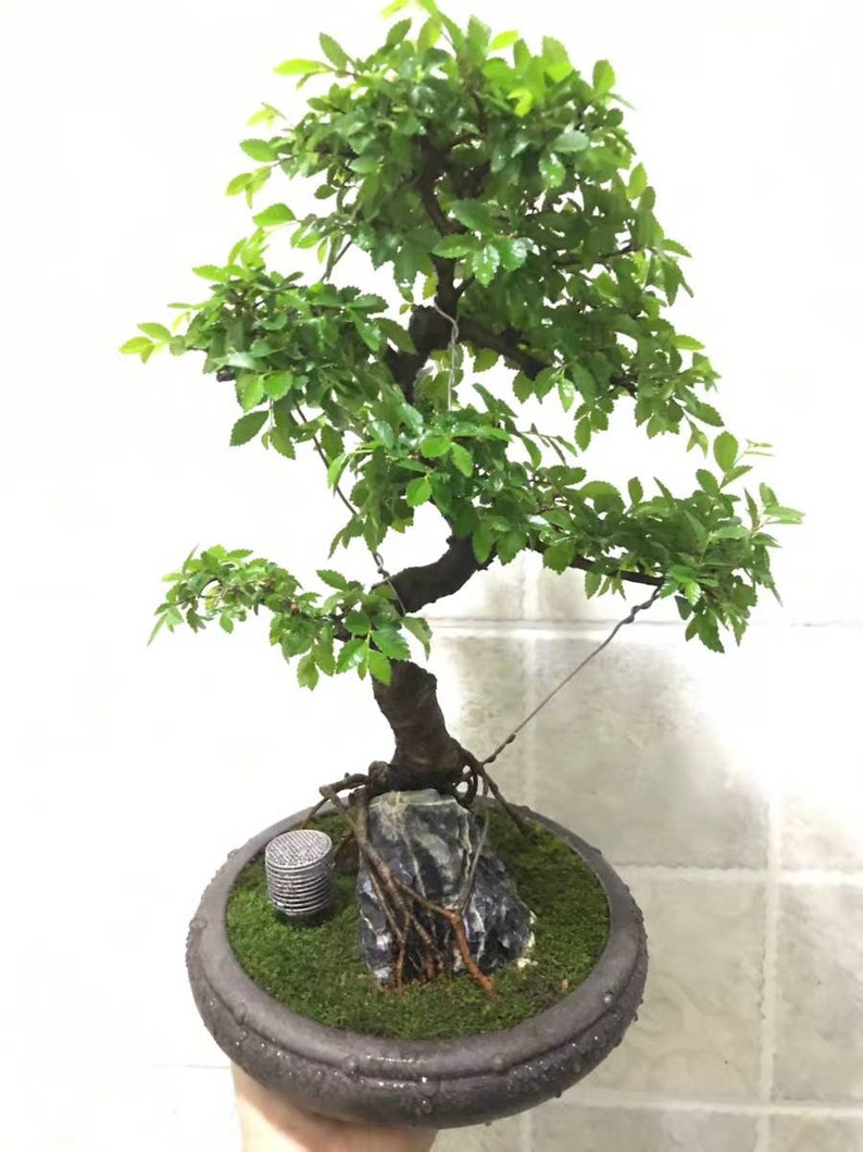 K&ouml;nnte beinhalten: Ein kleiner Bonsai-Baum mit gr&uuml;nen Bl&auml;ttern in einem braunen Topf. Der Baum ist mit Dr&auml;hten befestigt, um ihm zu helfen, in einer bestimmten Form zu wachsen. Der Topf ist mit einem strukturierten Muster verziert. Es gibt einen kleinen Stein und Moos im Topf.