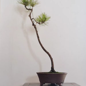 Ronde klinknagel bonsai pot Yixing paars zand bloempot eenvoudige retro ongeglazuurde bloempot bloem groene plant tentoonstelling bonsai pot afbeelding 10