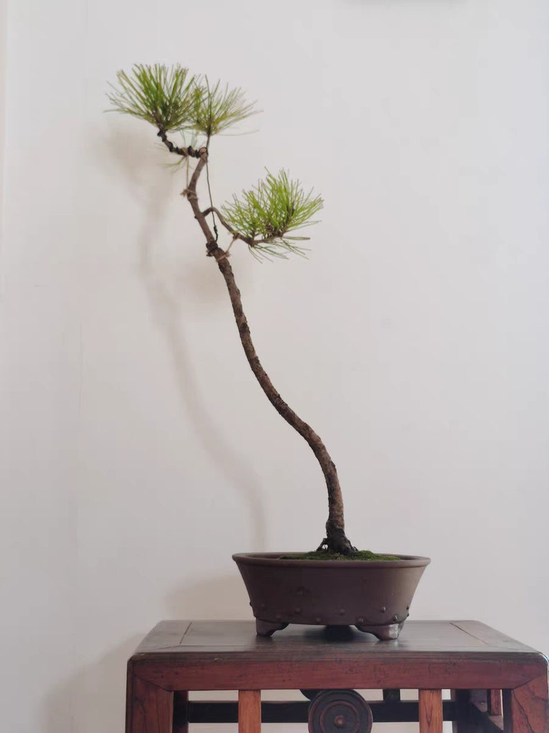 Ronde klinknagel bonsai pot Yixing paars zand bloempot eenvoudige retro ongeglazuurde bloempot bloem groene plant tentoonstelling bonsai pot afbeelding 10