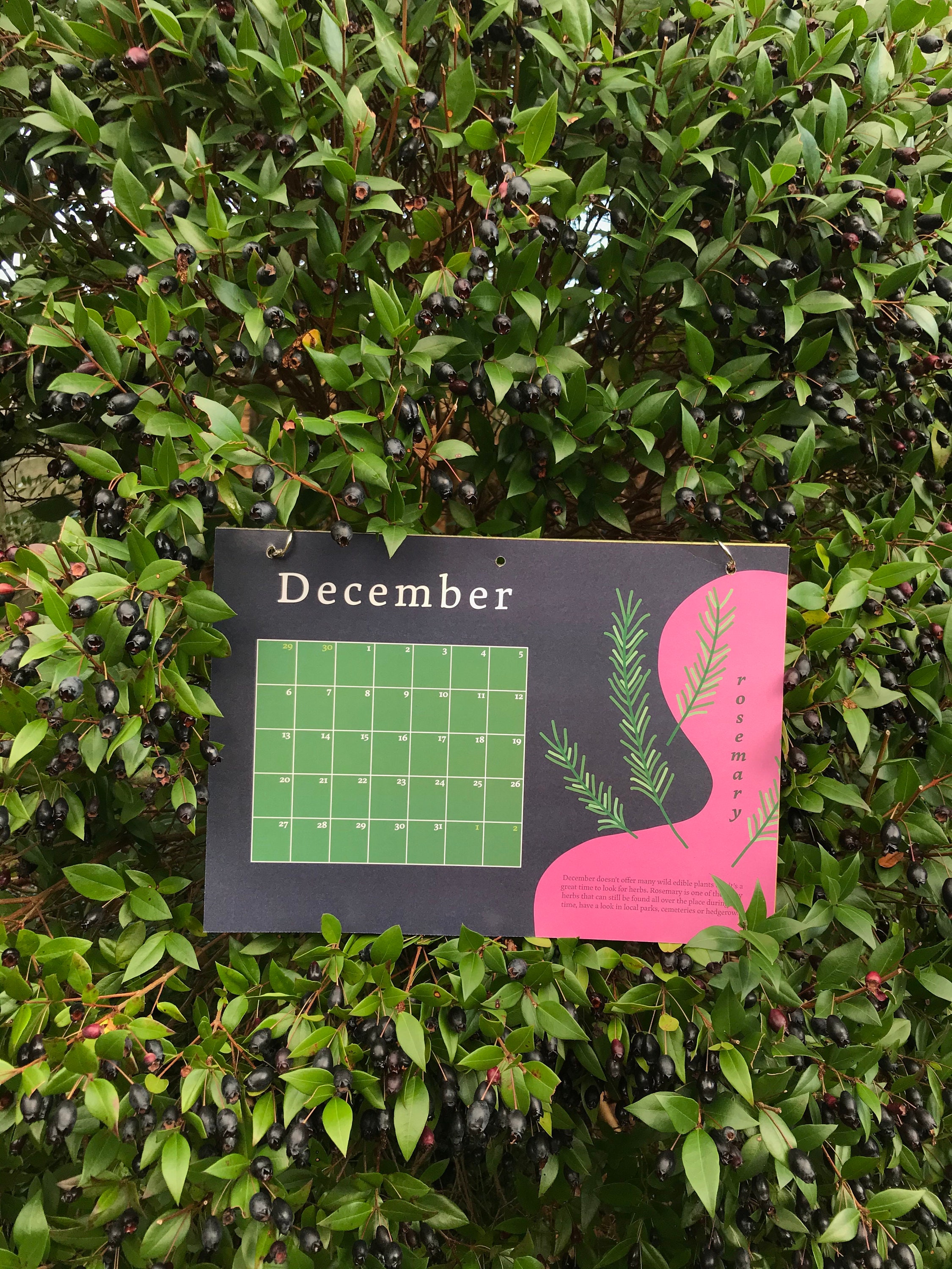 2021 Illustrated Foraging Calendar Etsy