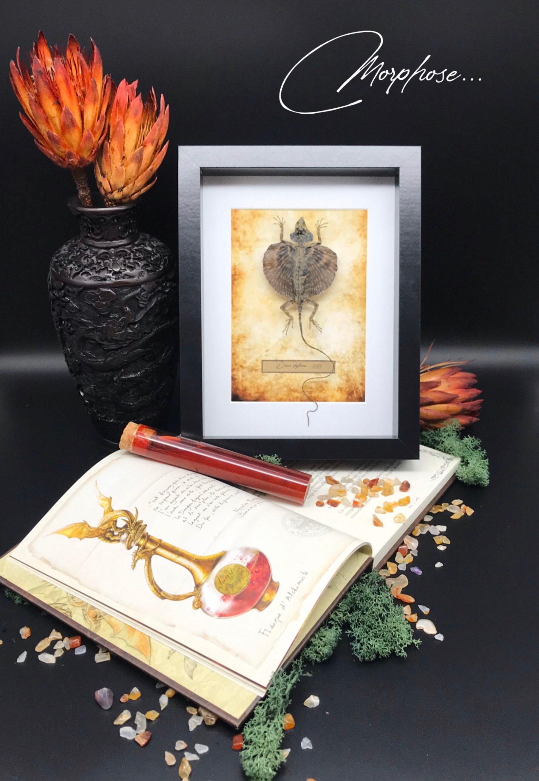 Véritable Lézard Volant Naturalisé Draco Rhytisma Des Îles Banggai, Sous Cadre Vitrine Noir. Décorat