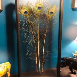 Plumas de pavo real bajo marco de madera negra y película | Etsy