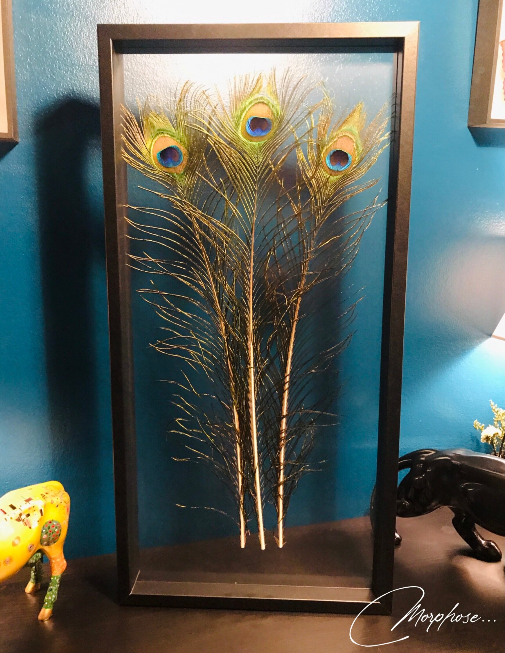 Plumas de pavo real bajo marco de madera negra y película | Etsy