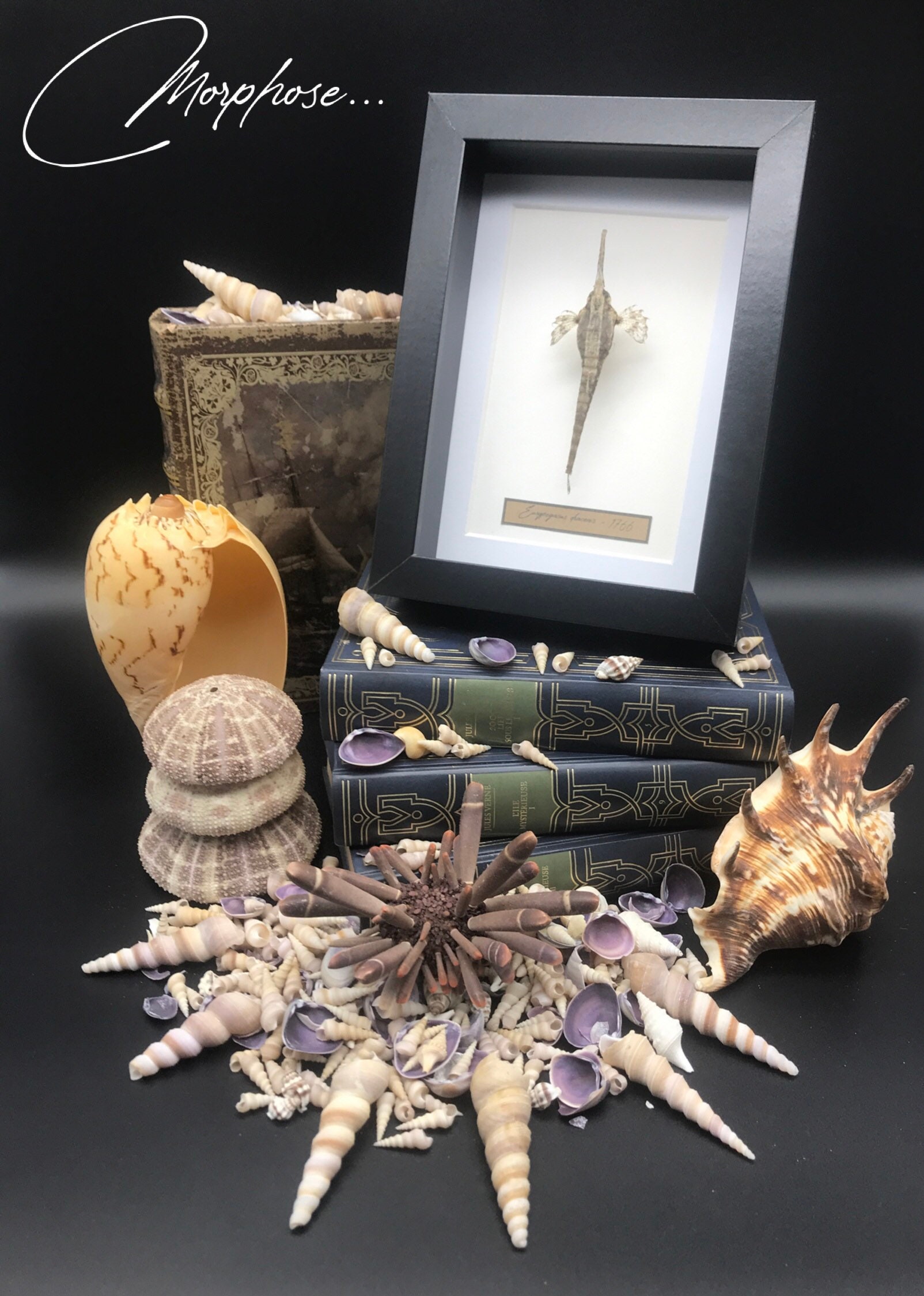 Véritable Poisson Eurypegasus Draconis Naturalisé Sous Cadre Vitrine Noir. Décoration Pour Cabinet d