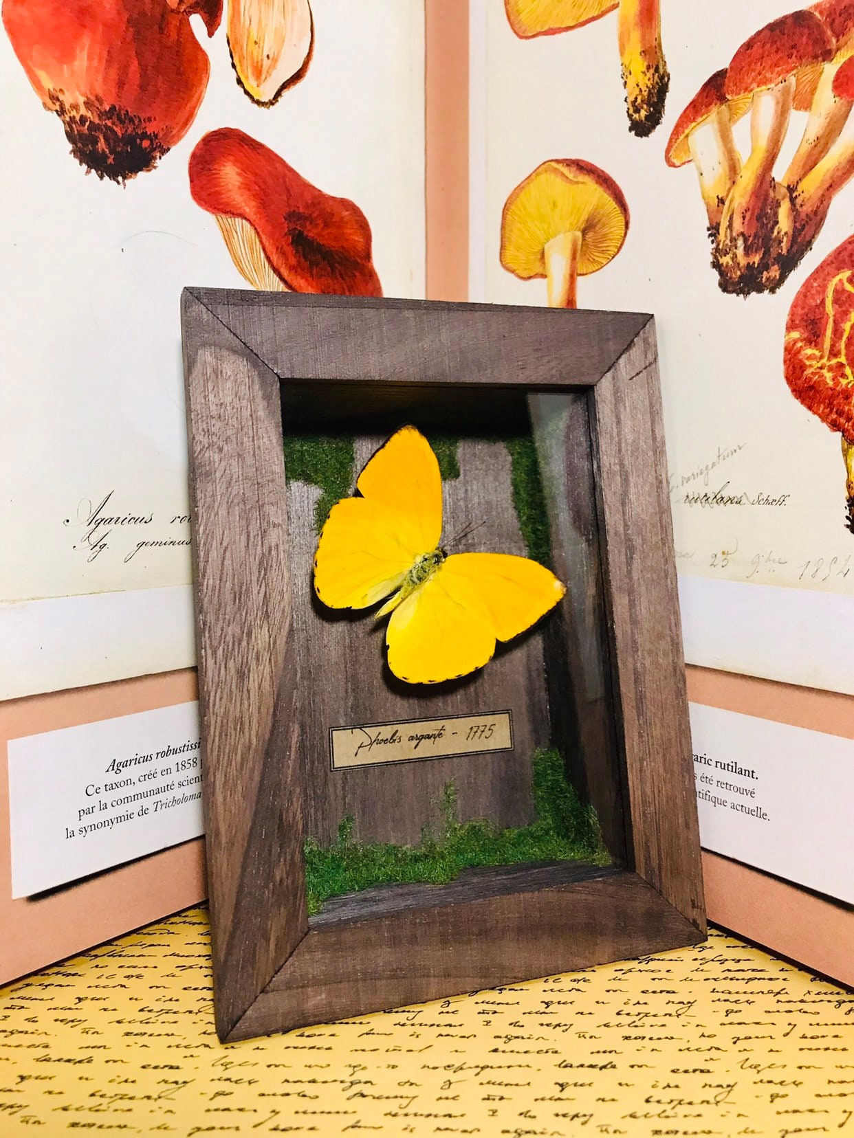 Phoebis Argante Mâle Naturalisé Qui Nous Vient d'amérique Du Sud Sous Cadre Vitrine.