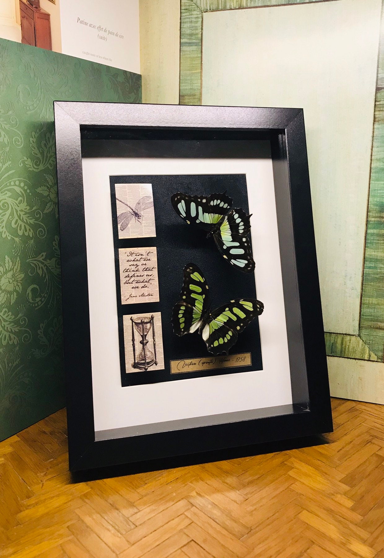 Magnifique Duo de Papillons Naturalisés, Victoria | Siproeta Stelenes Originaire Du Pérou, Étalés et