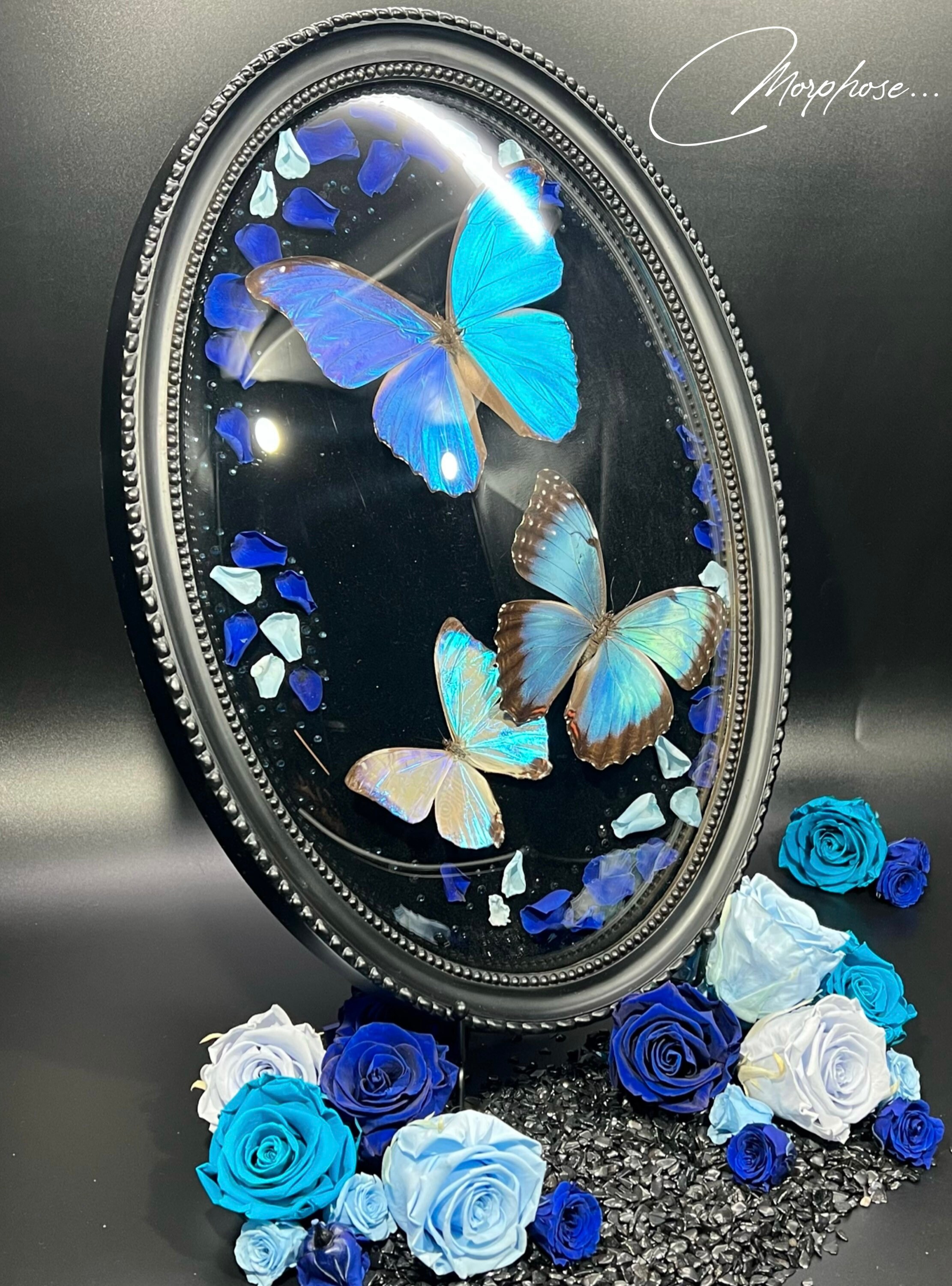 Magnifique Trio de Papillons Morpho Sous Cadre Médaillon Au Verre Bombé Chiné et Relooké. Décoration