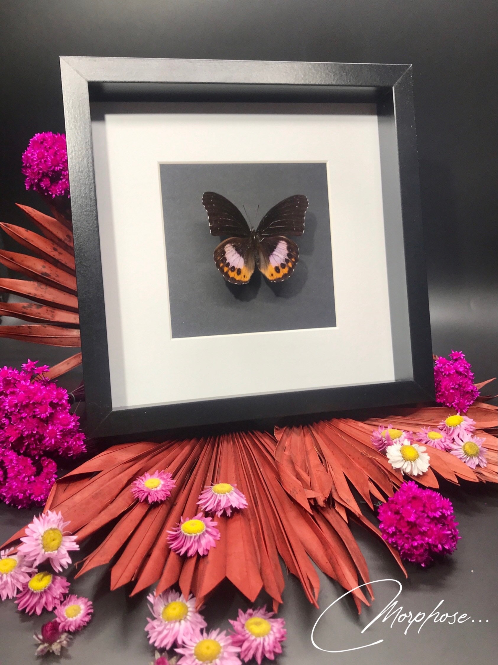 Magnifique Papillon Hypolimnas Pandarus Naturalisé, Originaire d'indonésie. Présentation Sous Cadre