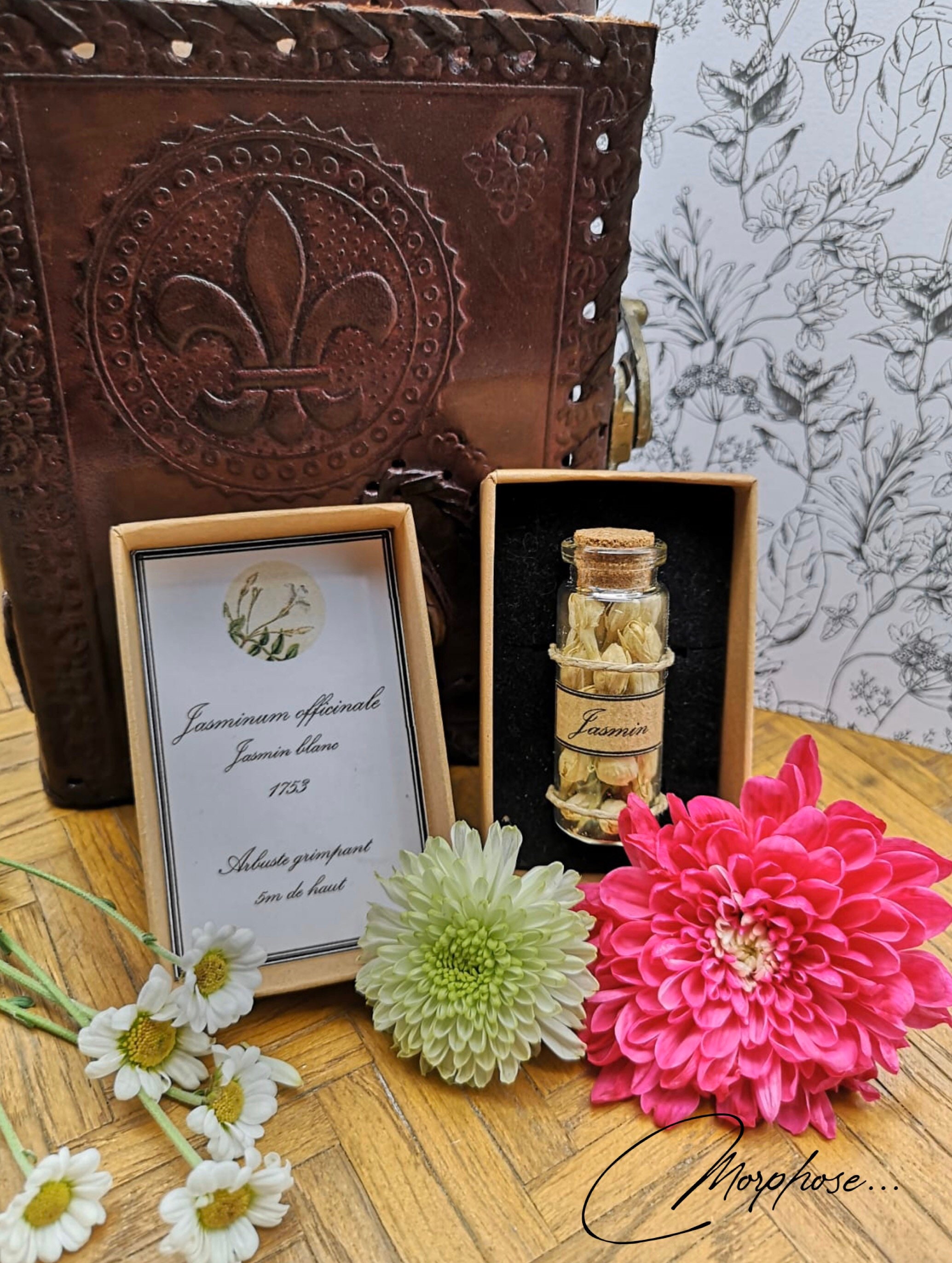 Petite Fiole Remplie de Boutons Jasminum Officinale | Jasmin en Coffret Décoration Pour Cabinet Curi